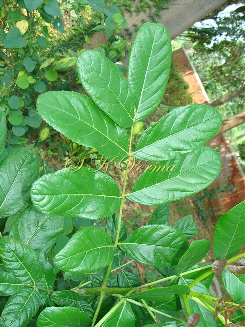 Leaf